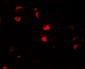USP25 Antibody
